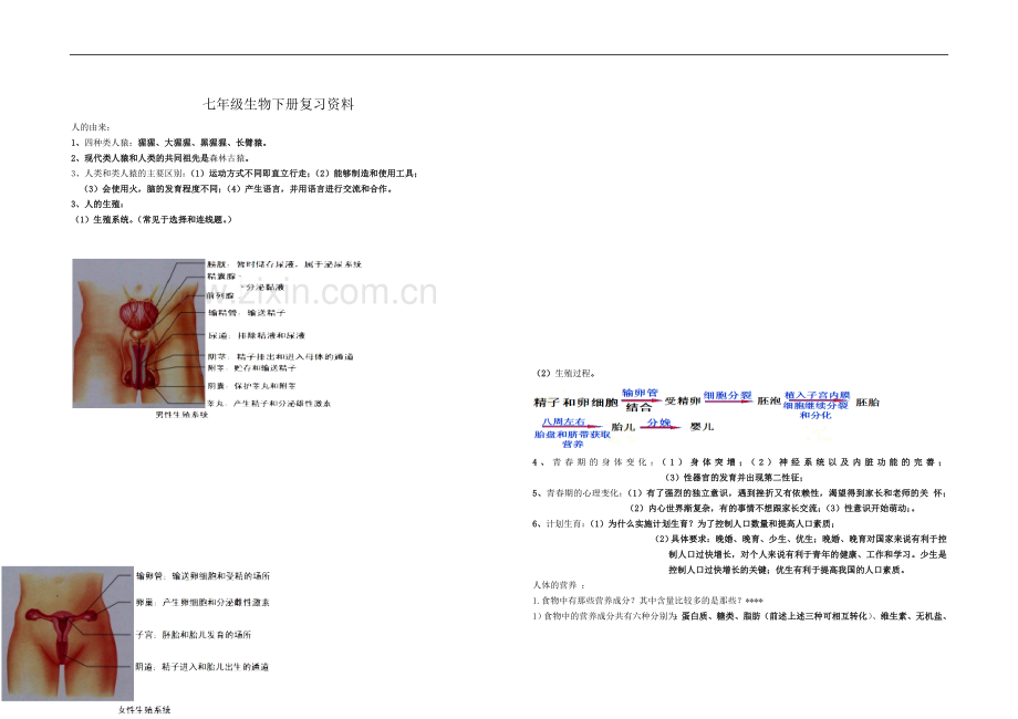 七年级生物下册复习资料(同名10091).doc_第2页