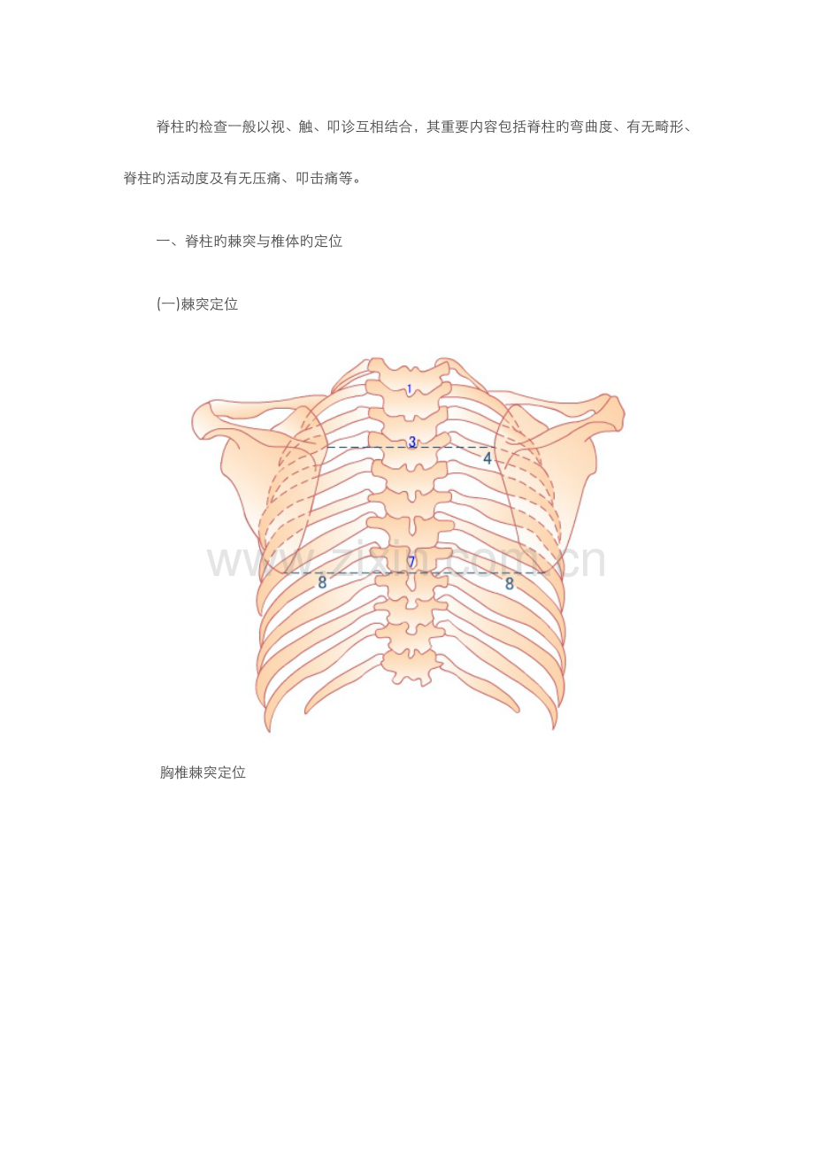 体格检查脊柱检查.doc_第1页