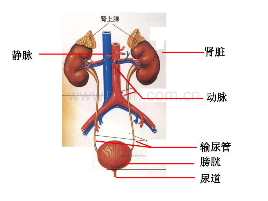 七年级生物泌尿系统公开课一等奖市赛课一等奖课件.pptx_第1页