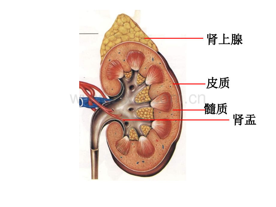 七年级生物泌尿系统公开课一等奖市赛课一等奖课件.pptx_第2页