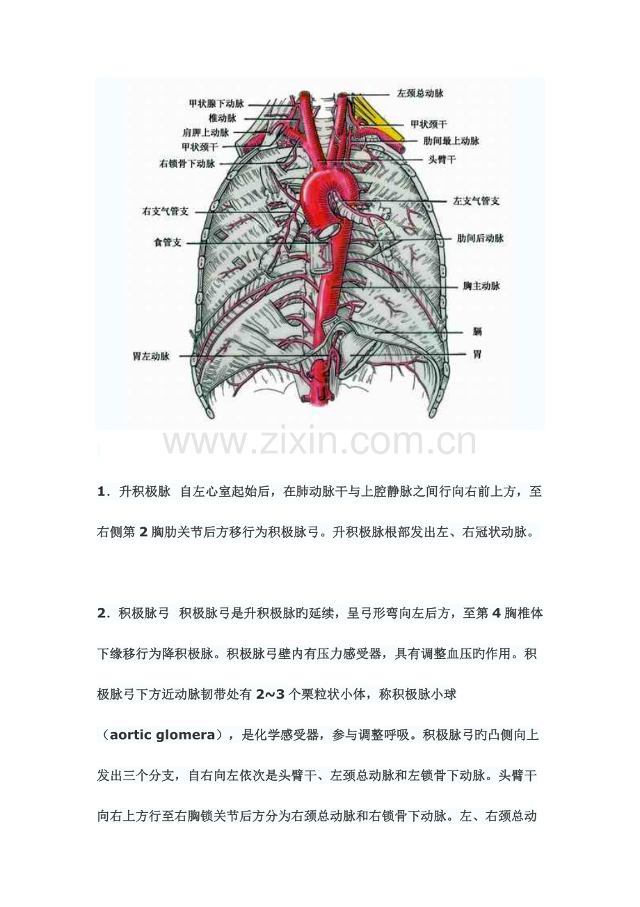 体循环动脉解剖全解.doc_第2页