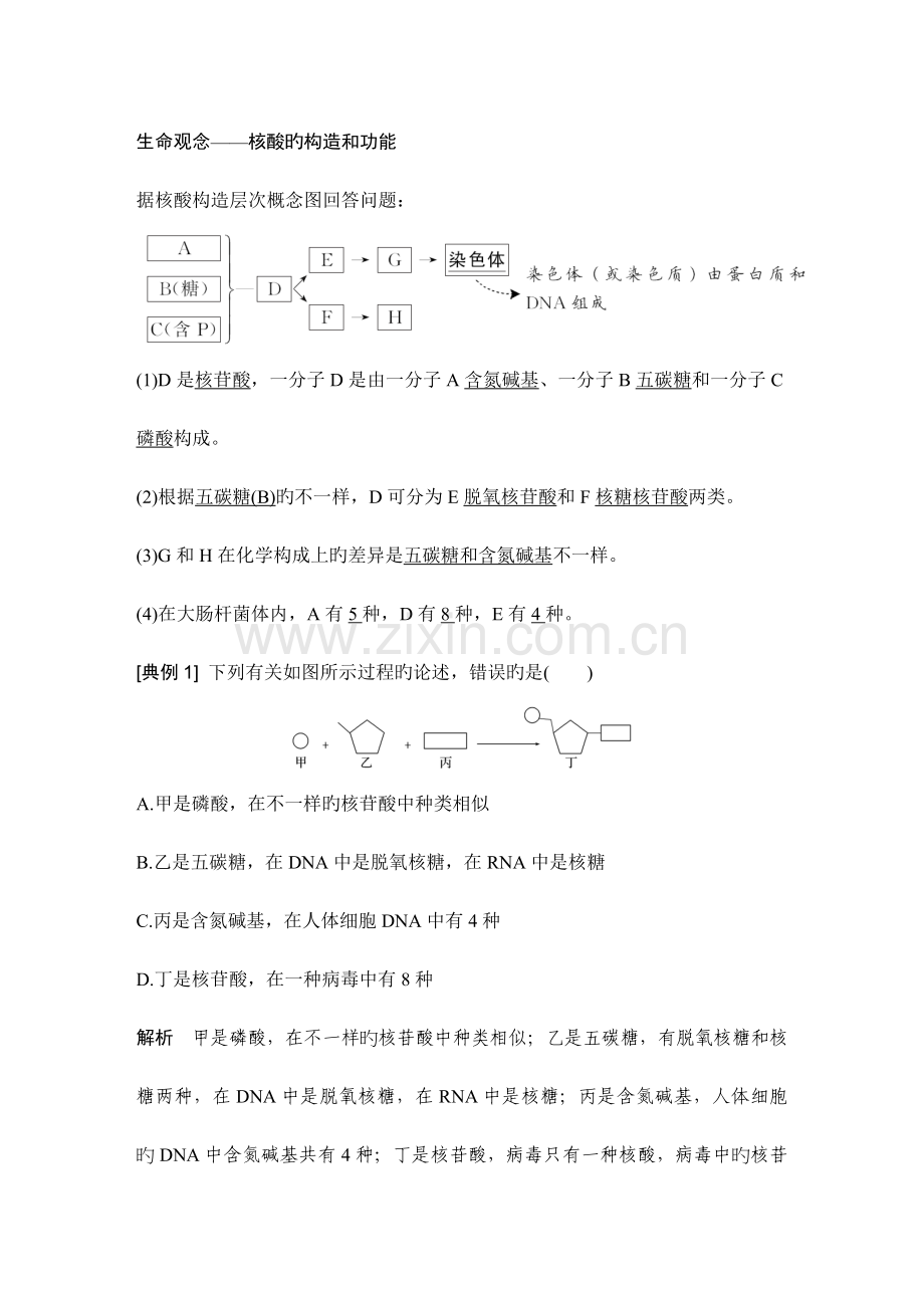 第5节-核酸是遗传信息的携带者.doc_第3页