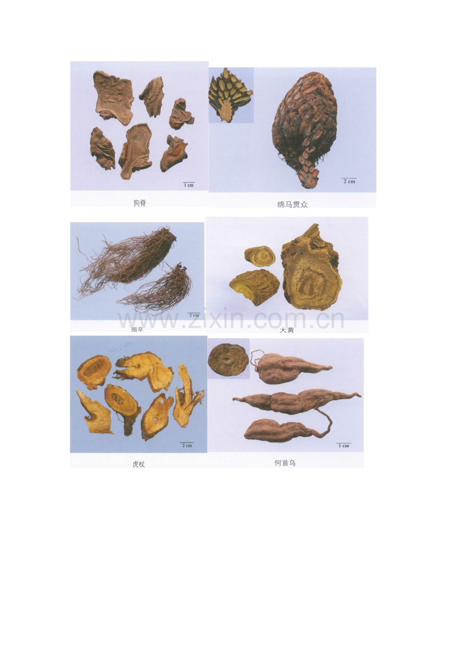 中药一中药彩图.docx_第1页