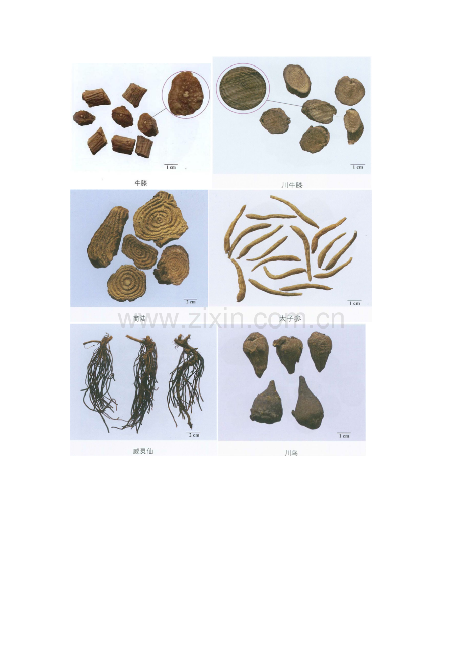 中药一中药彩图.docx_第2页