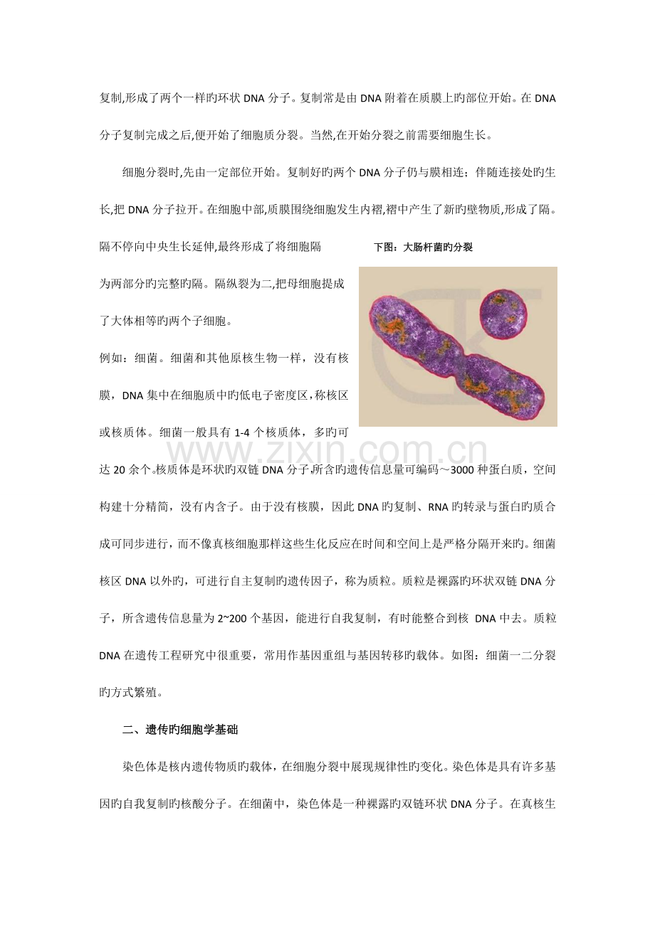 2023年高中生物奥林匹克竞赛辅导专题突破之细胞增殖与遗传.doc_第2页