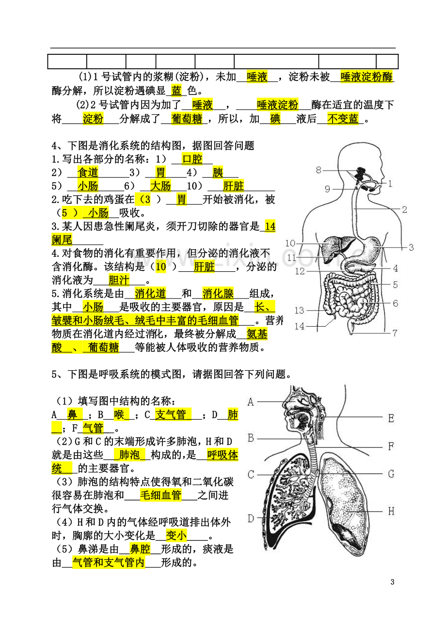 七年级下册生物识图题(答案).doc_第3页