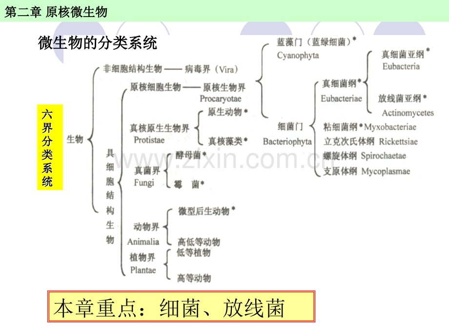 -第二章-原核微生物课件.ppt_第2页