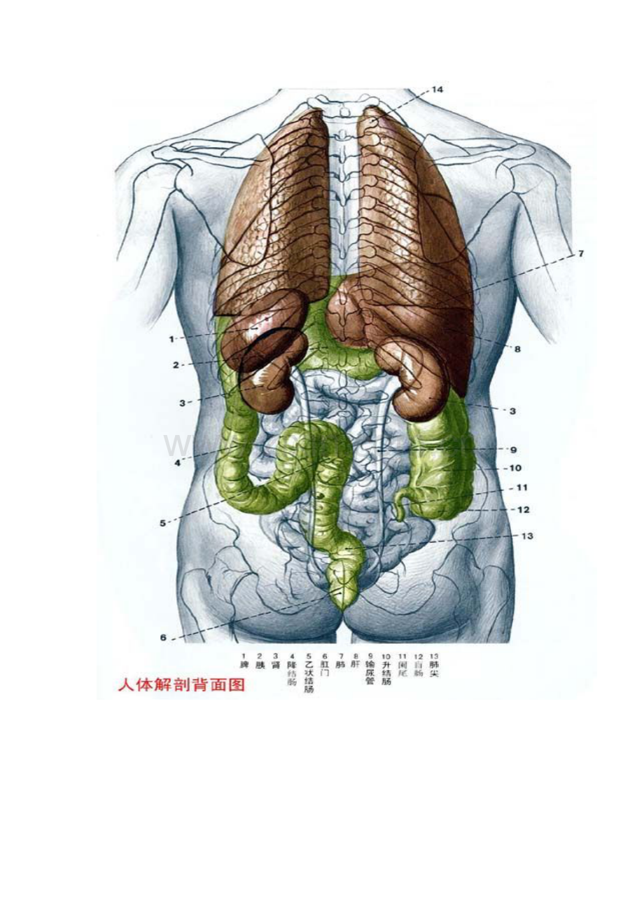 人体穴位图大全及详解.doc_第2页