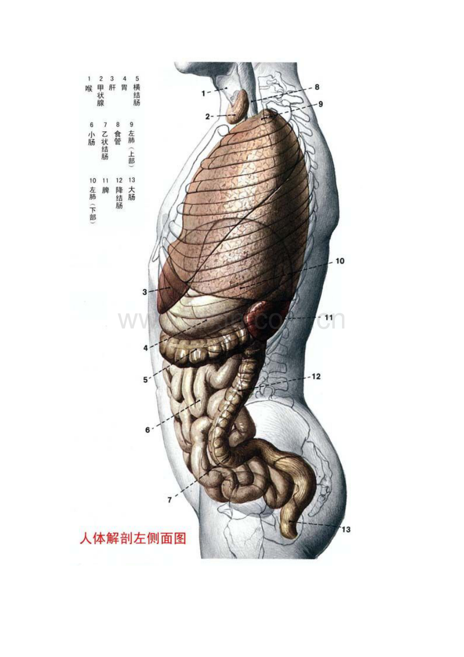 人体穴位图大全及详解.doc_第3页