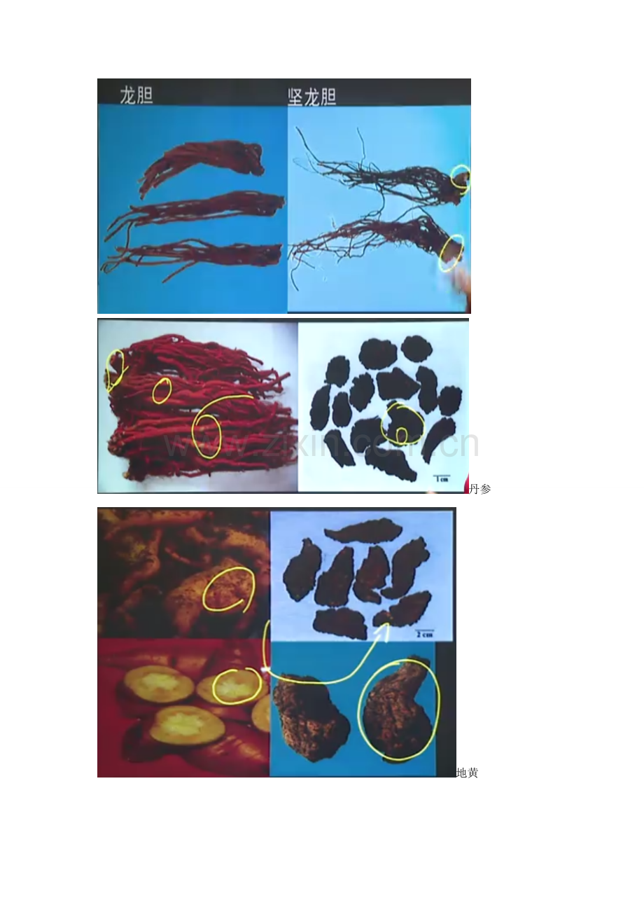2023年执业药师药一中药药材图片.doc_第2页