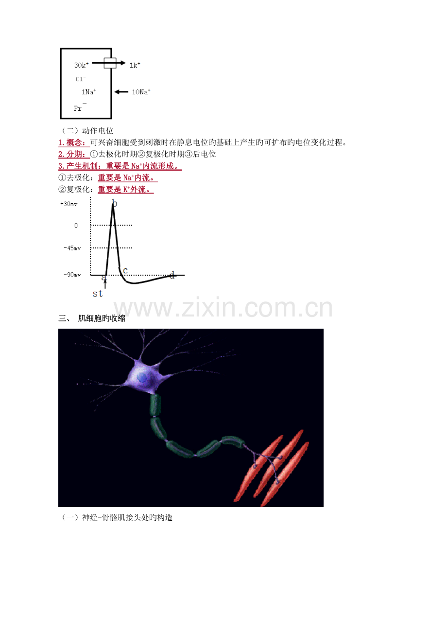 2023年生理学重点知识点归纳总结.doc_第2页