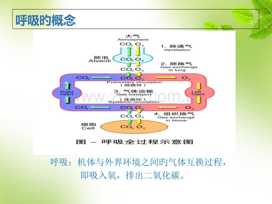 呼吸机培训课件.pptx_第2页