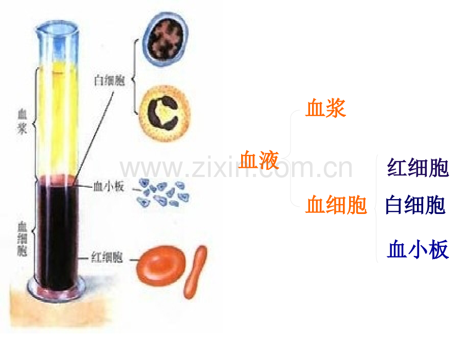 七年级生物下册输血与血型公开课一等奖市赛课获奖课件.pptx_第1页