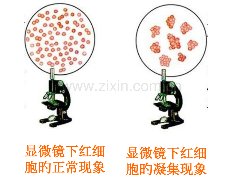 七年级生物下册输血与血型公开课一等奖市赛课获奖课件.pptx_第3页