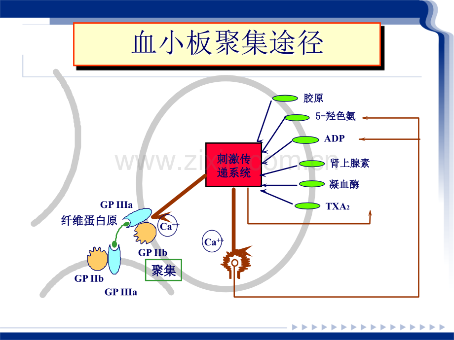 PPT医学课件血小板聚集功能测定及临床意义讲义.ppt_第1页