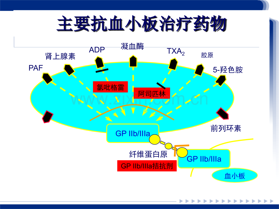 PPT医学课件血小板聚集功能测定及临床意义讲义.ppt_第3页