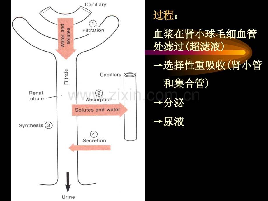 第六章-排泄和渗透压调节.ppt_第3页