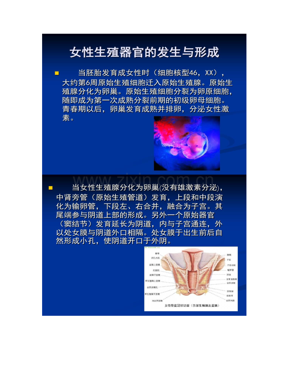 女性生殖器官解剖学结构和功能.doc_第2页