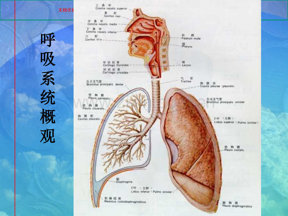 急性上呼吸道感染和支炎课件.ppt_第3页