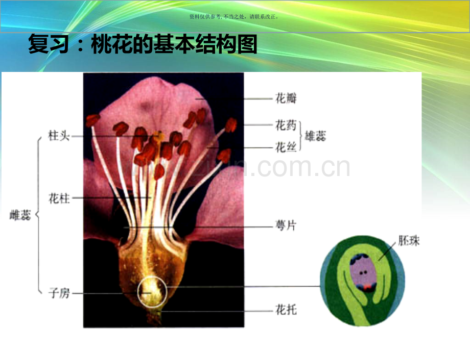 植物的生殖课件.ppt_第1页