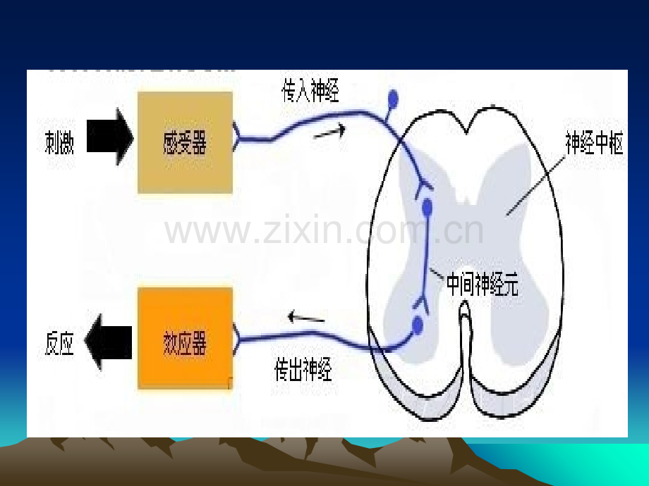 第四章反应时.ppt_第3页