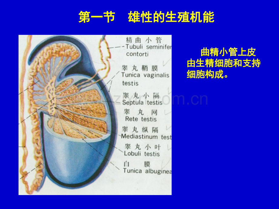 第十五章生殖.ppt_第2页