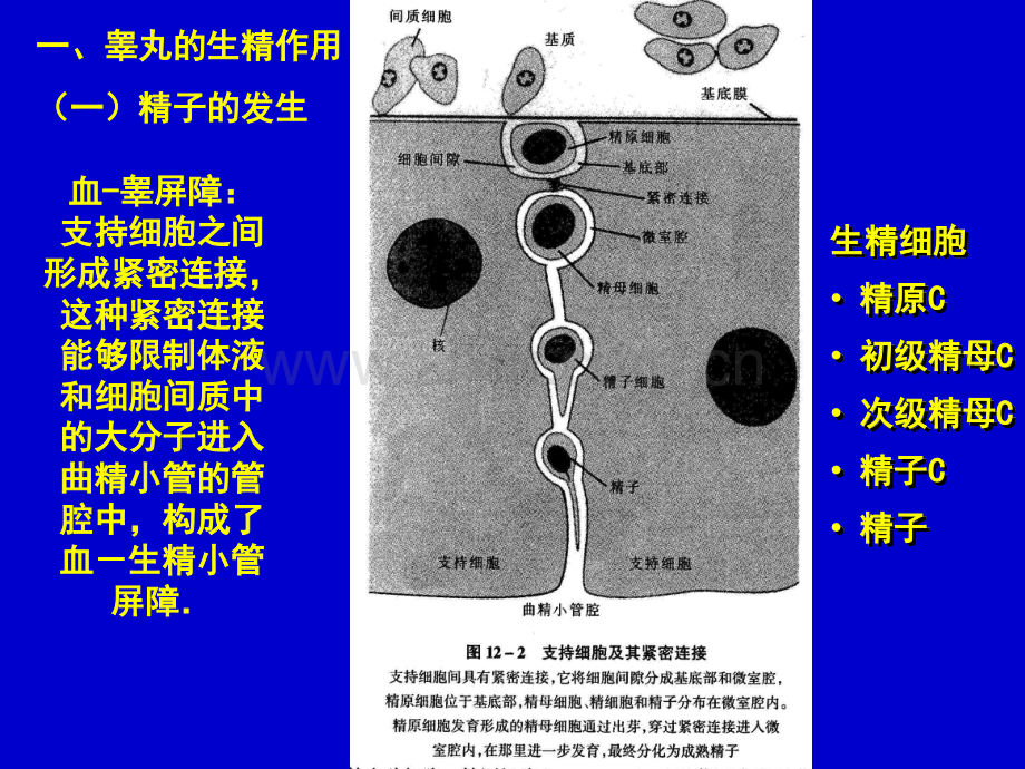 第十五章生殖.ppt_第3页