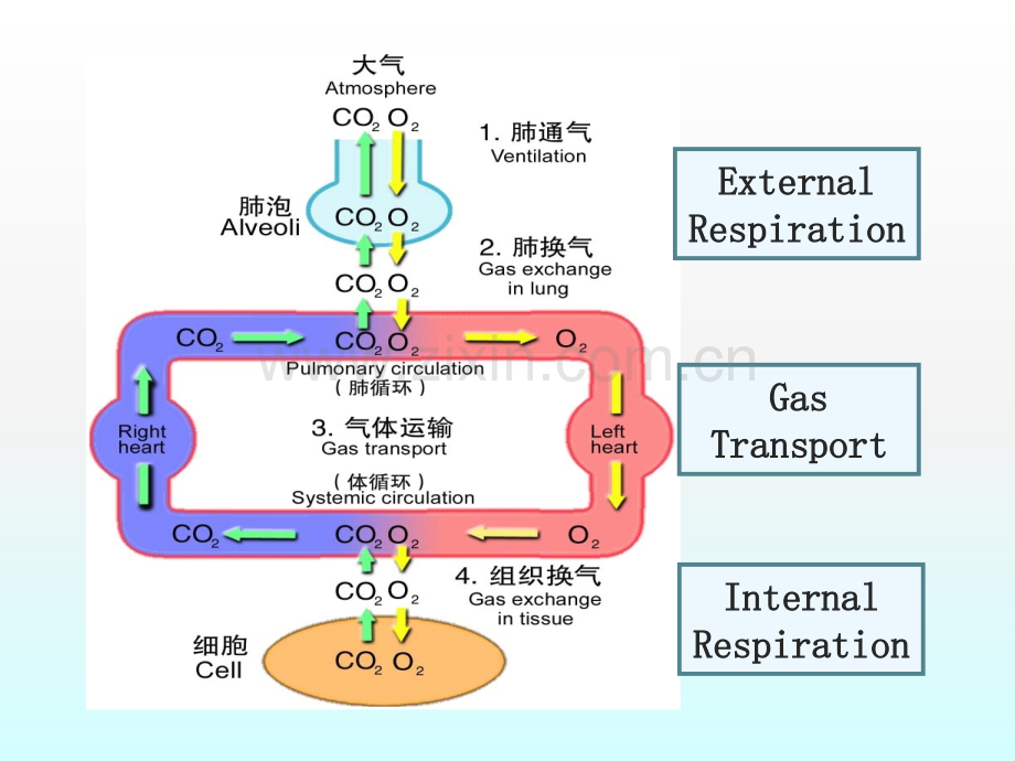 肺功能不全讲座讲义.ppt_第3页