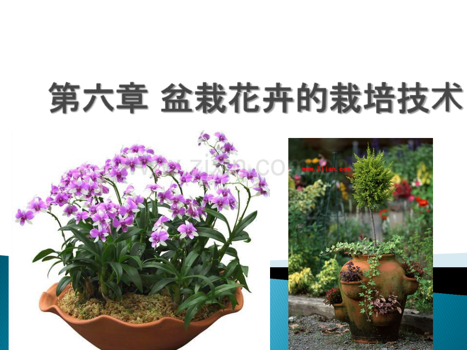 第六章盆栽花卉的栽培技术.ppt_第1页