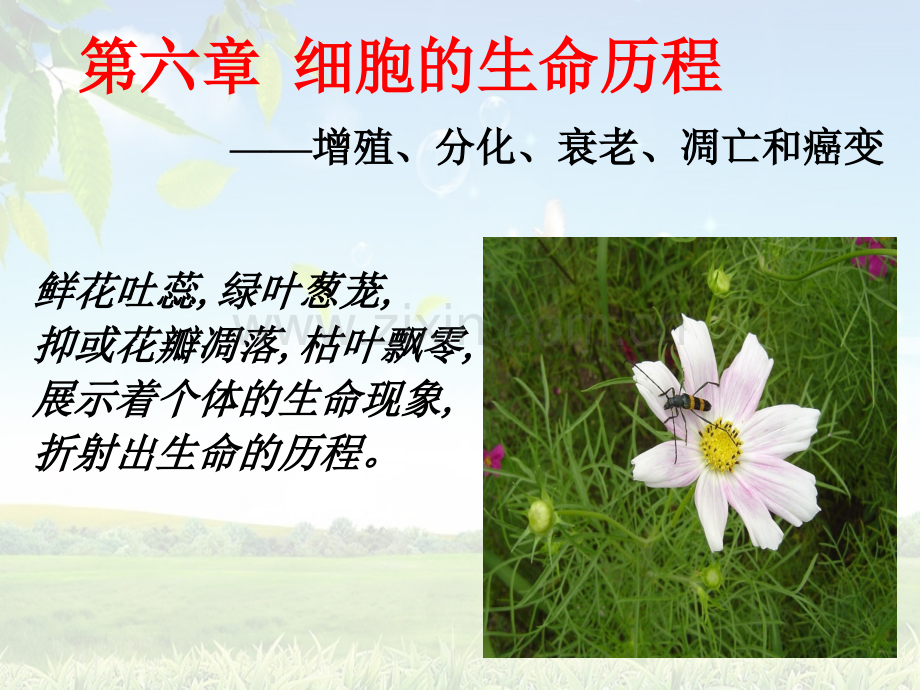 第六章第一节细胞的增殖(正式).ppt_第1页