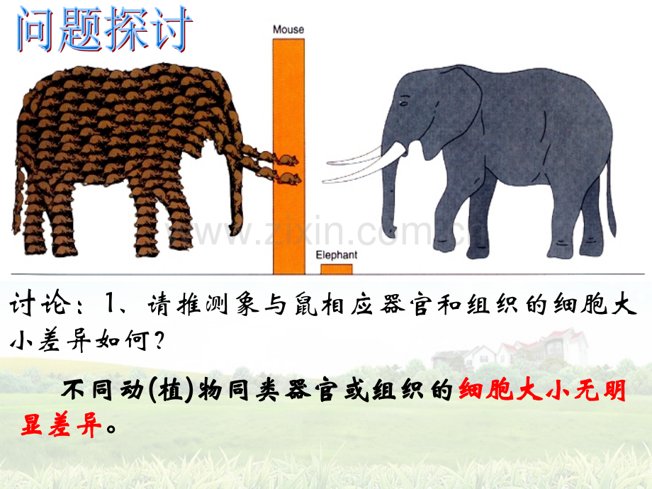 第六章第一节细胞的增殖(正式).ppt_第3页