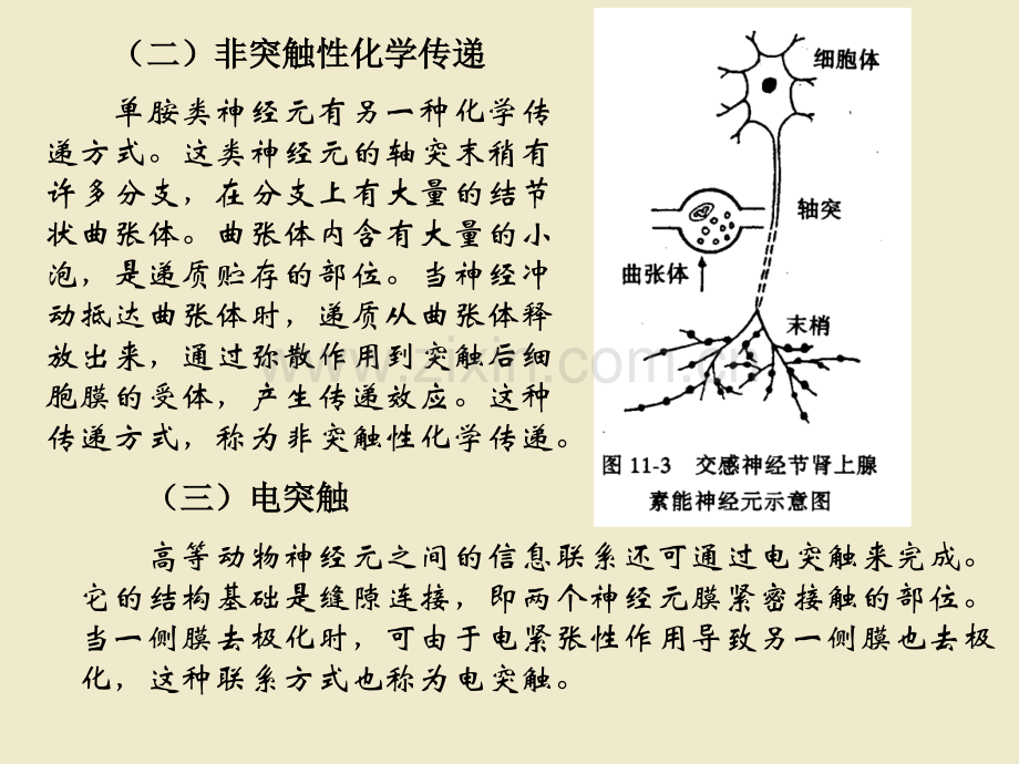 第十一章神经系统.ppt_第3页