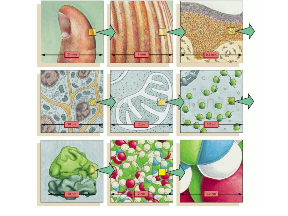 第2章细胞生物学的研究方法.ppt_第2页