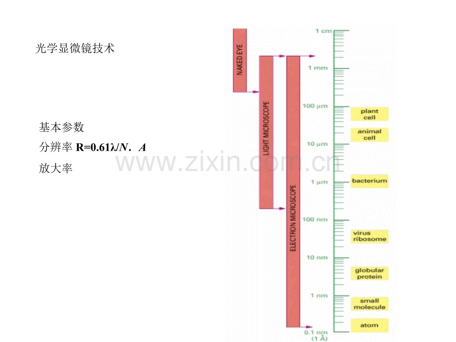 第2章细胞生物学的研究方法.ppt_第3页