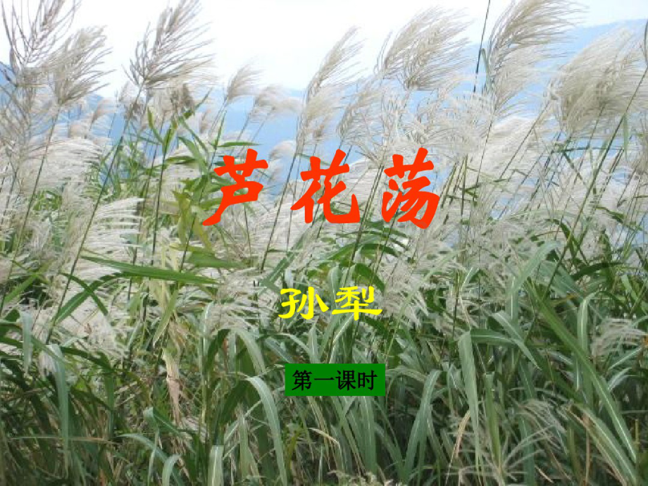 七年级语文下册3《芦花荡》教学课件鲁教版五四制.pdf_第1页