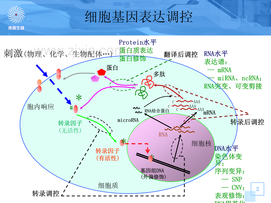 培训生物芯片理论知识.pdf_第2页