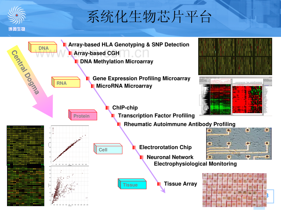 培训生物芯片理论知识.pdf_第3页