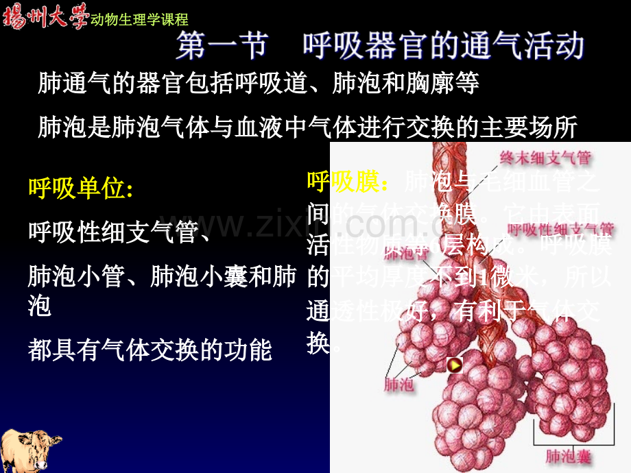 动物生理学-第四章-呼吸.ppt_第1页