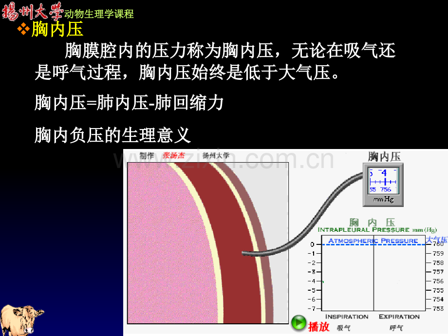 动物生理学-第四章-呼吸.ppt_第3页