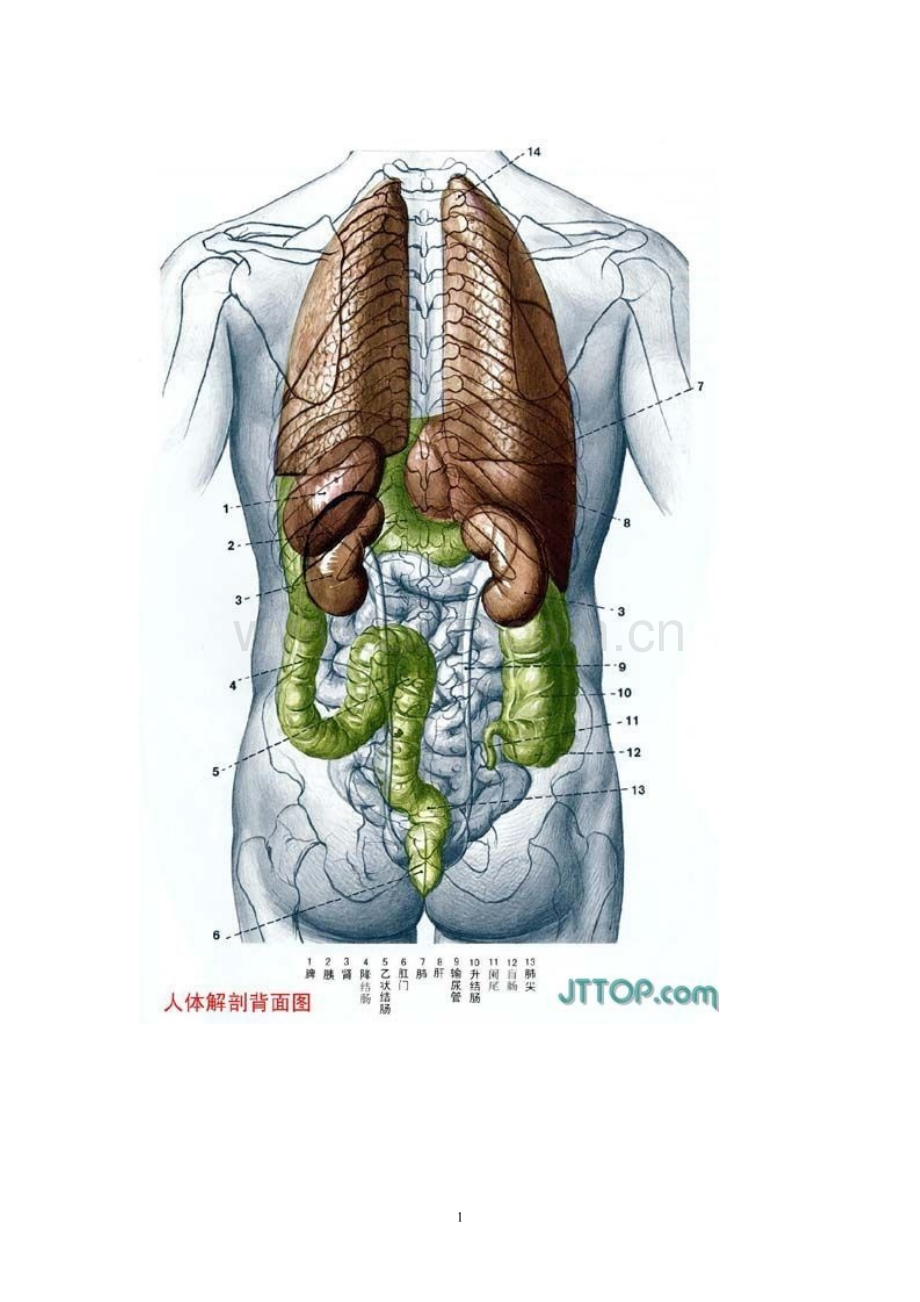 高清人体各个器官及结构解剖图(彩图版).doc_第1页