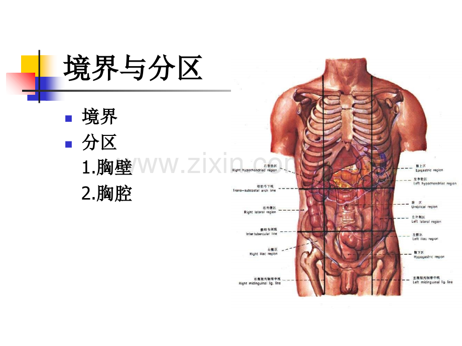 福建医科大学局解课件-胸部.ppt_第1页