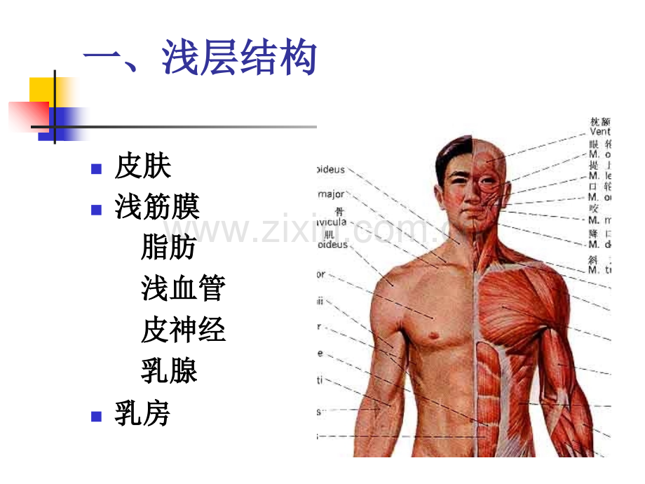 福建医科大学局解课件-胸部.ppt_第3页