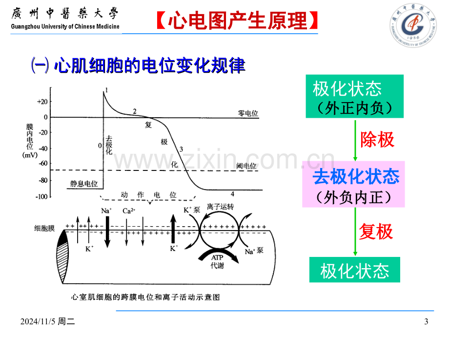 第一二节-心电图导联及正常心电图2016.ppt_第3页