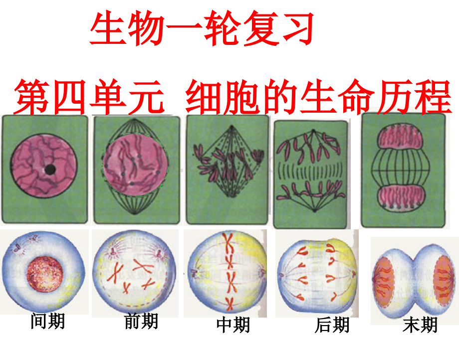 第一讲-细胞的增殖.ppt_第1页