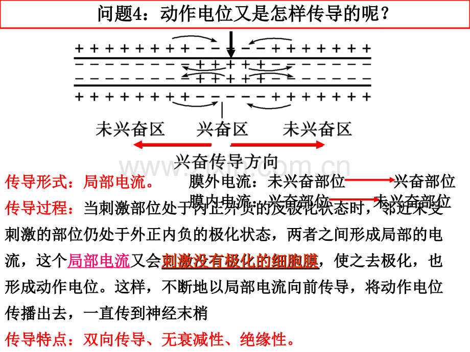 神经系统的结构与功能(一轮复习)2014-2-27(第二课时)emma.ppt_第1页