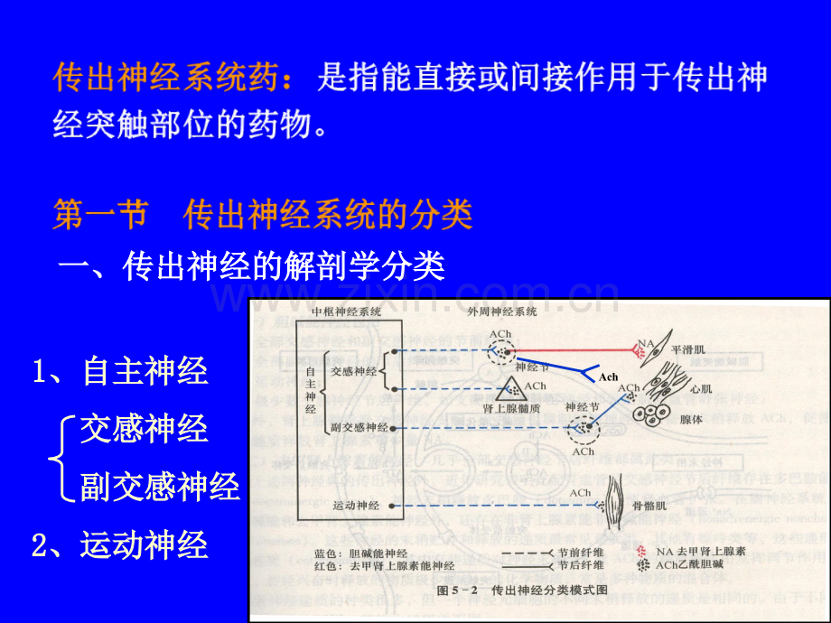 天然药物化学-第二章-传出神经系统药理概论.ppt_第1页