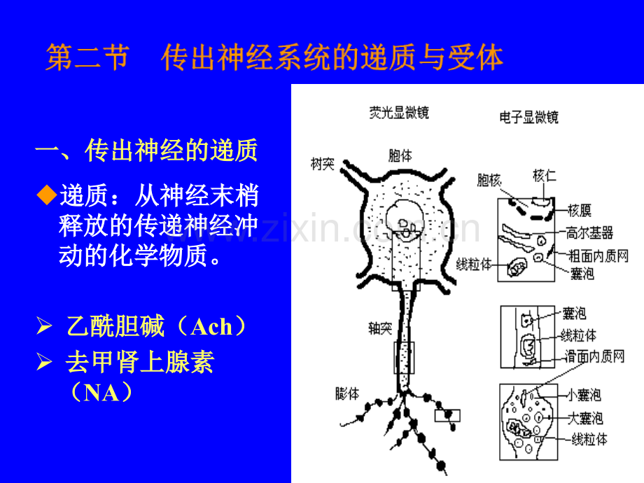 天然药物化学-第二章-传出神经系统药理概论.ppt_第3页