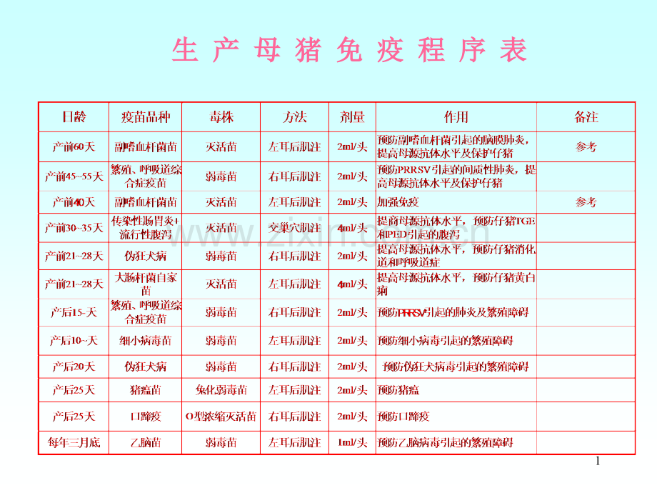 猪免疫程序表ppt课件.ppt_第1页