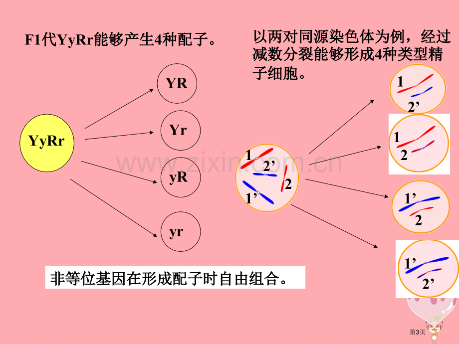 高中生物第二章基因和染色体的关系2.2基因在染色体上市赛课公开课一等奖省名师优质课获奖PPT课件.pptx_第3页