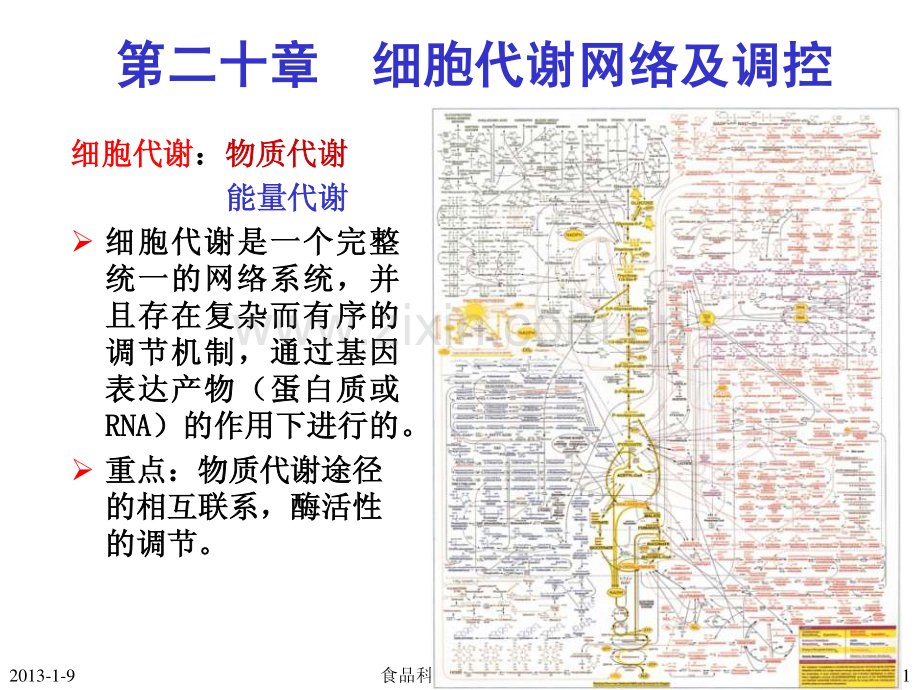 第二十章--细胞代谢网络及调控.pdf_第1页